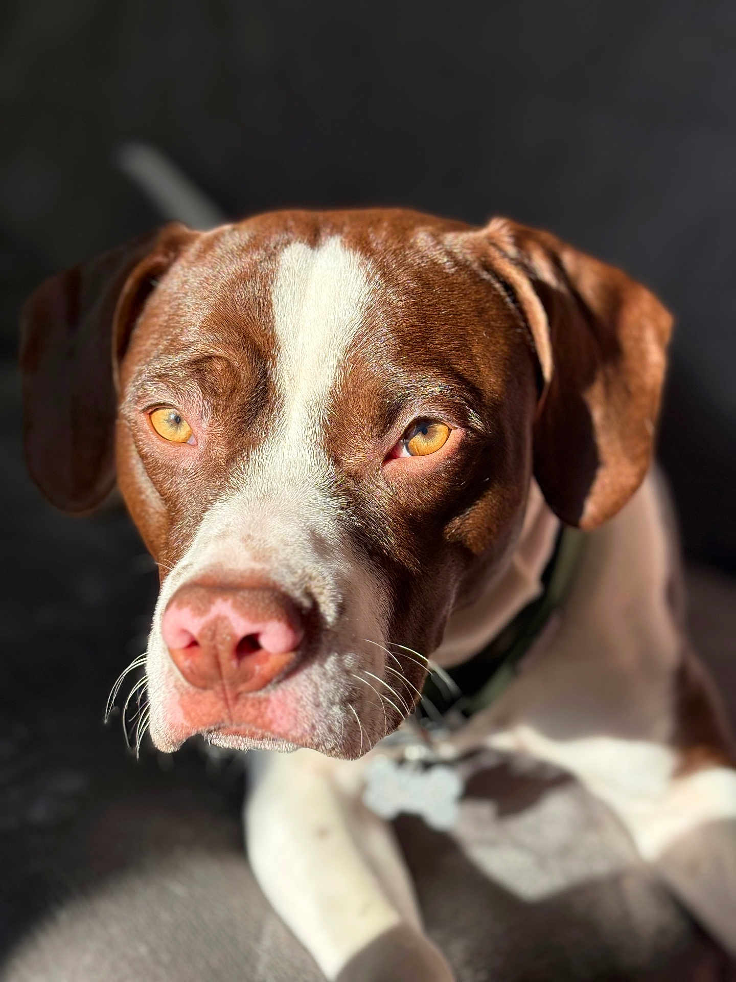 Aaryan a rejoint le concours — aidez-le/la à gagner de superbes lots ! dog, pet, canine, portrait, close_up, brown_and_white, stare, whiskers, nose, collar, tag, sunlight, shadow, shallow_depth_of_field, indoor, couch, ears, eyes, fur, golden_eyes