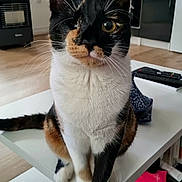 Aya participe au concours pour gagner de l'argent avec cette photo : box, carnivore, cat, comfort, computer_keyboard, desk, domestic_short_haired_cat, felidae, fur, home_appliance, input_device, kitchen_appliance, peripheral, pet_supply, room, small_to_medium_sized_cats, table, tail, television, whiskers