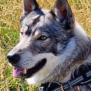 Kakou participe au concours pour gagner de l'argent avec cette photo : animal, canine, closeup, collar, dog, ears, field, fur, grass, happy, harness, muzzle, nature, outdoor, panting, pet, profile, sunlight, tongue, wildlife