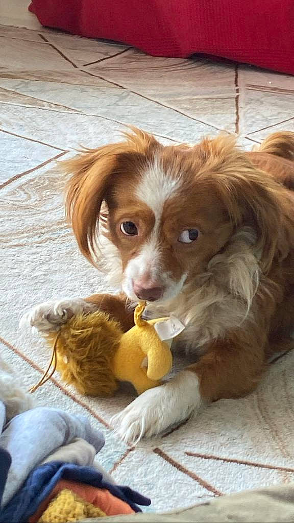 Rocky participe au concours pour gagner de l'argent avec cette photo : canidae, carnivore, companion_dog, dog, dog_breed, fawn, flooring, fur, hardwood, liver, snout, spaniel, sporting_group, terrestrial_animal, toy, toy_dog, whiskers, wood, wood_stain, working_animal