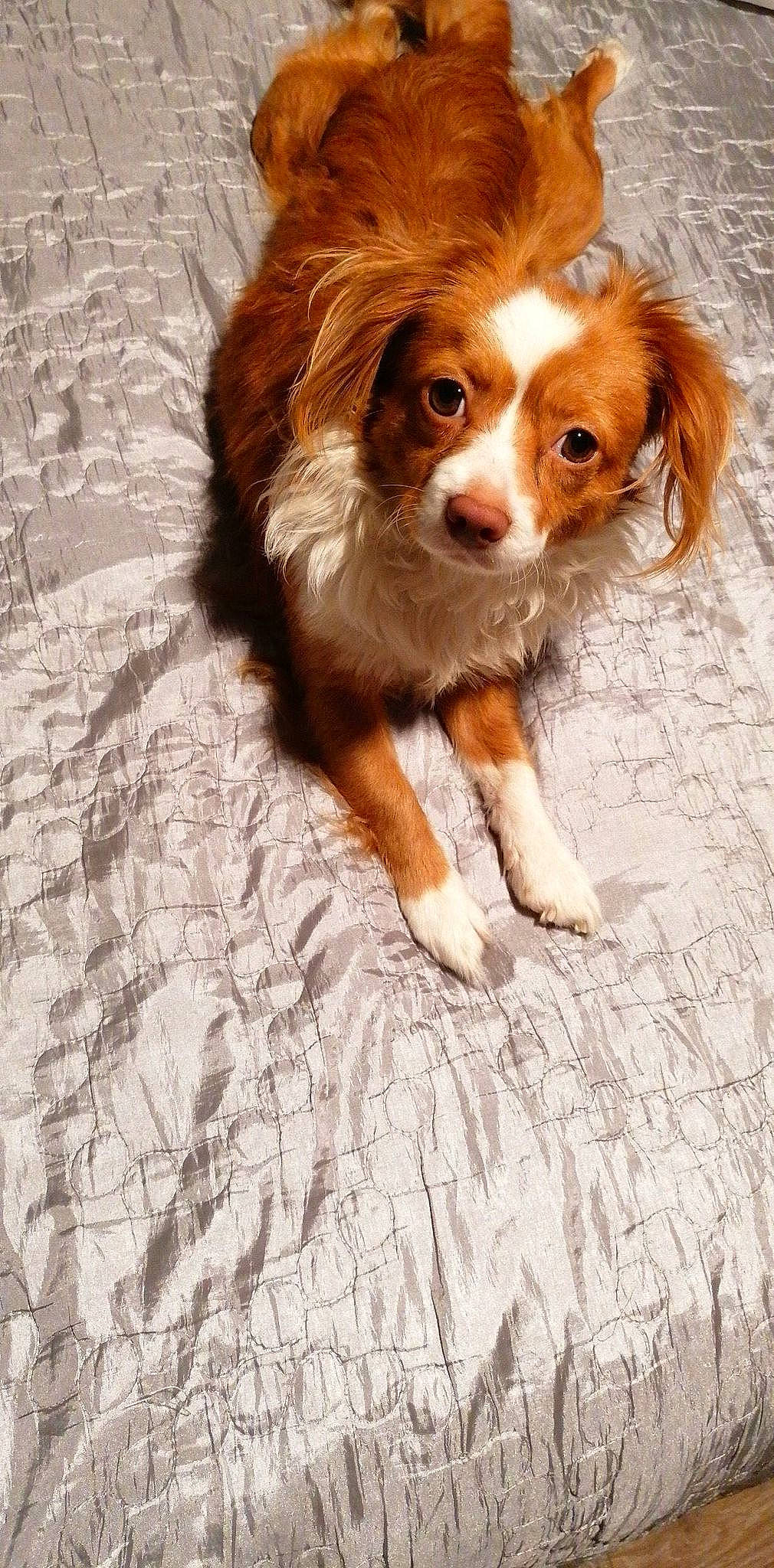 Rocky a rejoint le concours — aidez-le/la à gagner de superbes lots ! brown, canidae, carnivore, companion_dog, dog, dog_breed, fawn, flooring, fur, hunting_dog, liver, snout, sporting_group, terrestrial_animal, whiskers, working_dog