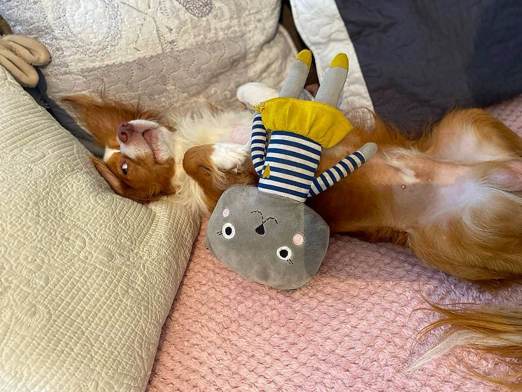 Rocky participe au concours pour gagner de l'argent avec cette photo : bed, comfort, companion_dog, dog, dog_breed, dog_supply, ear, fashion_accessory, fawn, fur, gadget, linens, mammal, plush, snout, stuffed_toy, textile, toy, wood, working_animal