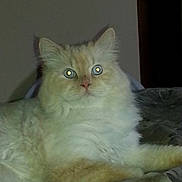 Willy is registered to the contest to win money with this photo: cat, fluffy, cream_colored, pet, indoor, animal, feline, lying_down, eyes_reflecting, flash, bedspread, patterned, domestic, fur, whiskers, ears, nose, paw, relaxed, quiet