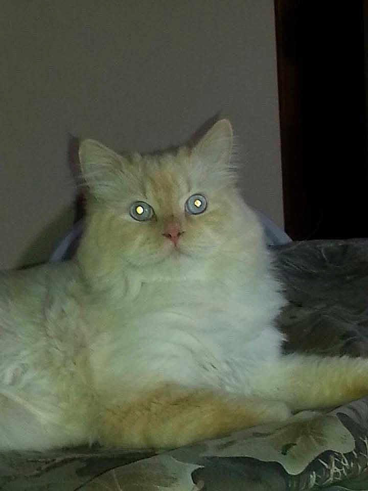 Willy is registered to the contest to win money with this photo: cat, fluffy, cream_colored, pet, indoor, animal, feline, lying_down, eyes_reflecting, flash, bedspread, patterned, domestic, fur, whiskers, ears, nose, paw, relaxed, quiet