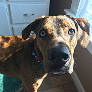 Phife Dog joined the competition — help win amazing prizes! dog, brindle, heterochromia, blue_eye, brown_eye, collar, indoor, sunlight, window, kitchen, tile_floor, curious, pet, canine, mammal, animal, face, ears, whiskers, closeup