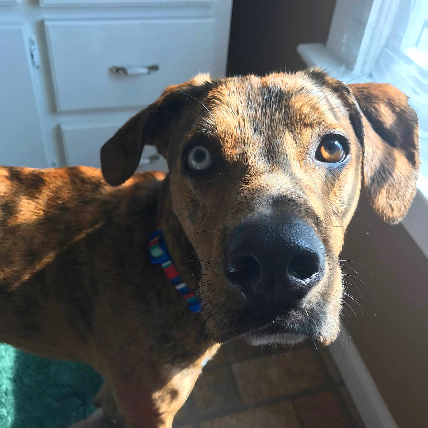 Phife Dog joined the competition — help win amazing prizes! dog, brindle, heterochromia, blue_eye, brown_eye, collar, indoor, sunlight, window, kitchen, tile_floor, curious, pet, canine, mammal, animal, face, ears, whiskers, closeup