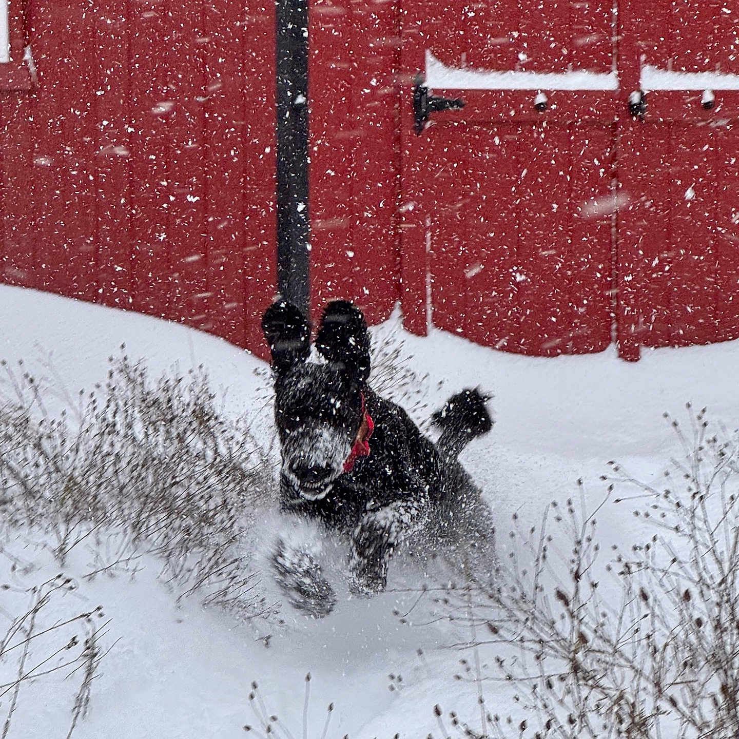 Butler joined the competition — help win amazing prizes! animal, architecture, blizzard, building, canine, clothing, dog, glove, ice, nature, outdoors, person, pet, piste, puppy, shelter, snow, storm, weather, winter