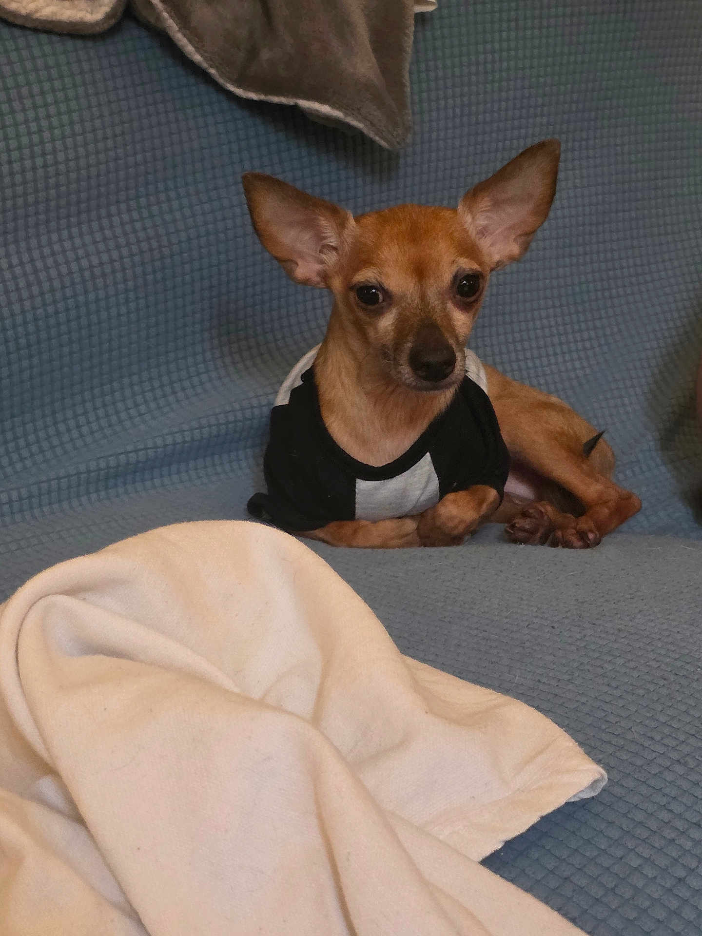 Oliver James joined the competition — help win amazing prizes! dog, small_dog, chihuahua, pet, couch, blanket, indoor, fur, ears, shirt, resting, relaxed, animal, companion, cute, domestic, furniture, brown_fur, looking, home