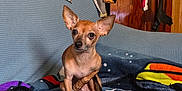 Oliver James joined the competition — help win amazing prizes! dog, chihuahua, small_dog, brown_dog, pet, indoor, couch, blanket, furniture, wooden_wall, curious, ears, sitting, cozy, home, animal, companion, cute, looking, portrait