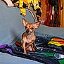 dog, chihuahua, small_dog, brown_dog, pet, indoor, couch, blanket, furniture, wooden_wall, curious, ears, sitting, cozy, home, animal, companion, cute, looking, portrait