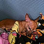 Oliver James is registered to the contest to win money with this photo: dog, sleeping, blanket, cozy, brown_dog, indoor, pet, resting, fur, cute, small_dog, ears, comfort, relaxation, home, animal, snuggle, soft, warm, peaceful