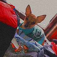 Oliver James joined the competition — help win amazing prizes! dog, small_dog, clothing, sweater, window, indoors, pile_of_clothes, curious, pet, ears, brown_dog, textile, fabric, cozy, looking, fur, domestic_animal, resting, colorful, soft