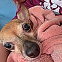 Oliver James is registered to the contest to win money with this photo: dog, close_up, blanket, pink, cozy, pet, animal, brown, fur, ears, snout, nose, eyes, wrapped, warm, indoor, person, shirt, maroon, comfort