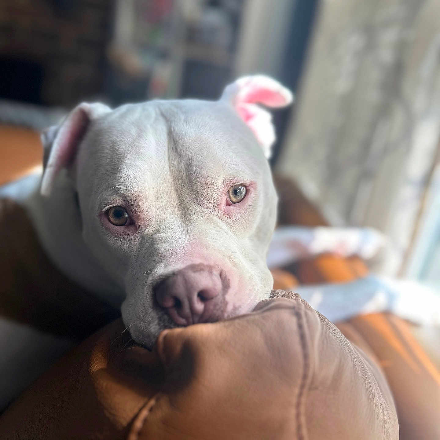 Thor joined the competition — help win amazing prizes! animal, canine, close_up, couch, cozy, dog, domestic, ears, fur, indoor, leather, nose, pet, portrait, relaxed, resting, snout, soft_light, white_dog, window_light