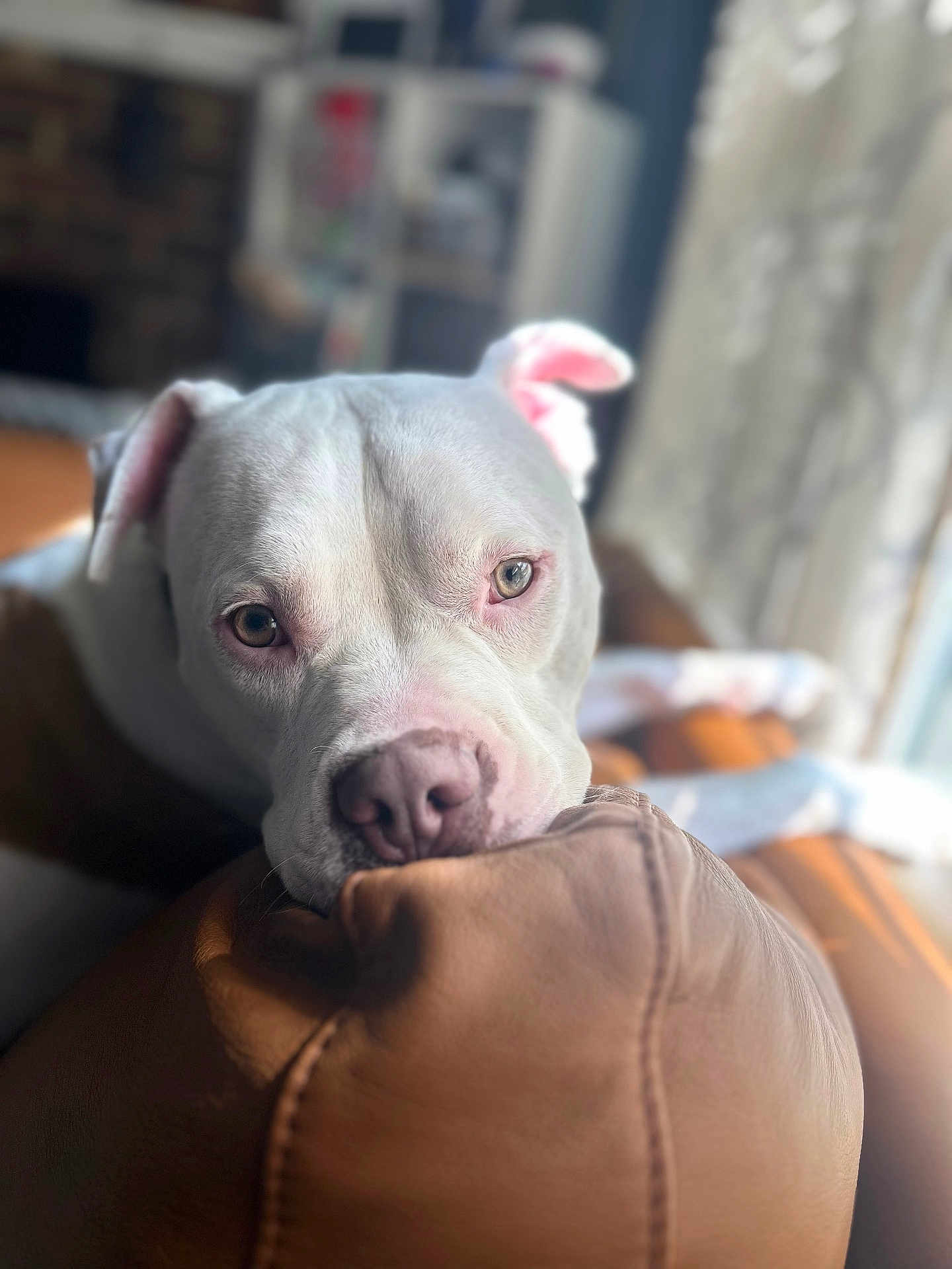 Thor joined the competition — help win amazing prizes! dog, white_dog, pet, animal, couch, leather, indoor, close_up, resting, window_light, soft_light, domestic, canine, portrait, snout, ears, nose, fur, relaxed, cozy