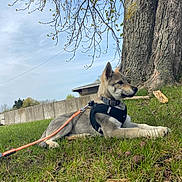 Taïga participe au concours pour gagner de l'argent avec cette photo : dog, puppy, grass, tree, leash, harness, outdoor, nature, sky, fence, canine, animal, young_dog, resting, side_view, greenery, park, daytime, calm, pet