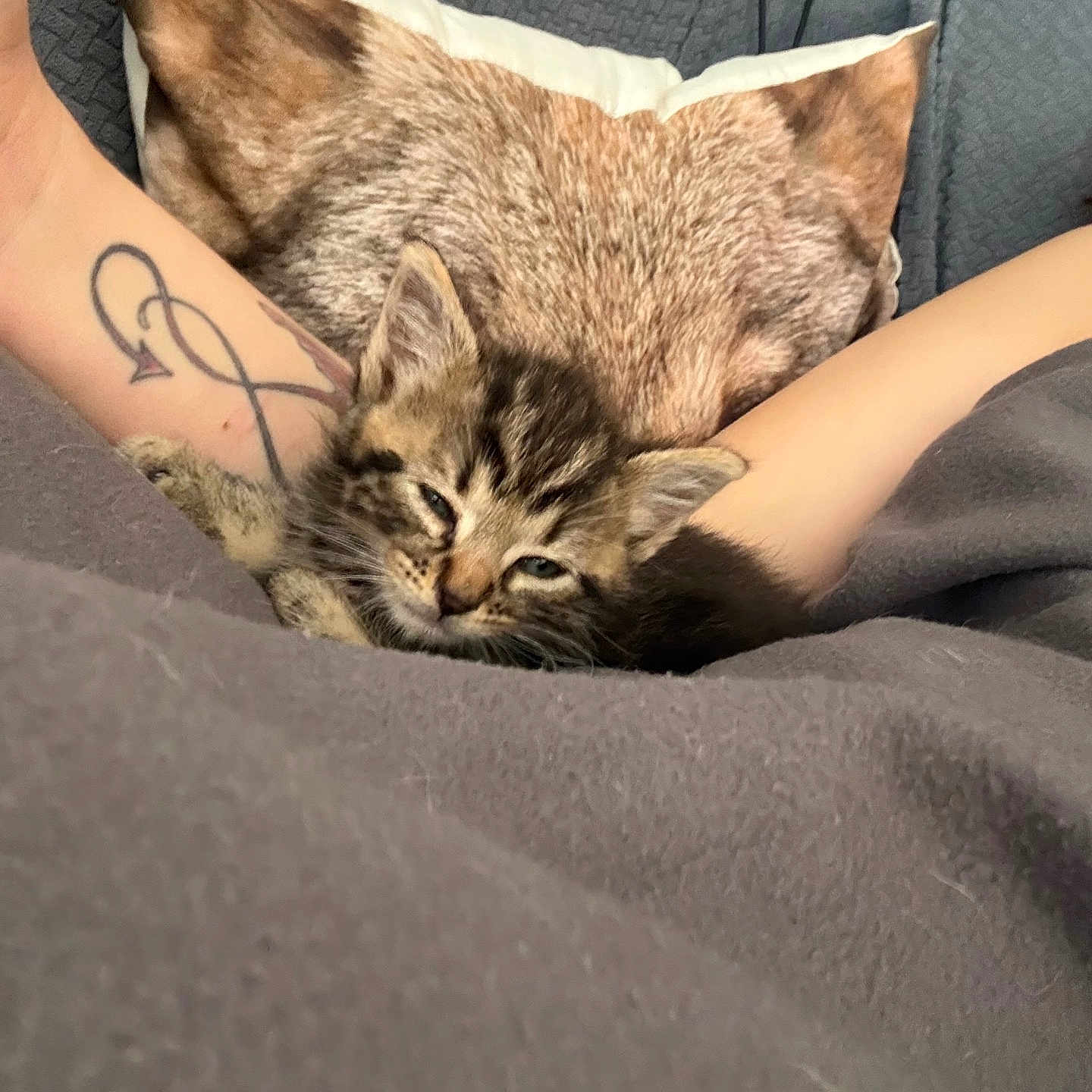Moka a rejoint le concours — aidez-le/la à gagner de superbes lots ! kitten, cat, sleepy, arms, tattoo, pillow, fox_pattern, blanket, indoor, cozy, resting, pet, fur, animal, cute, closeup, comfort, human, nap, soft