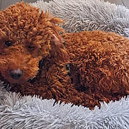Aīko a rejoint le concours — aidez-le/la à gagner de superbes lots ! dog, curly_fur, apricot_coat, sleeping, resting, cozy, pet_bed, fluffy_blanket, indoors, wooden_floor, close_up, portrait, animal, companion_animal, relaxed, brown_fur, gray_bedding, cute, lying_down, home