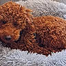 dog, curly_fur, apricot_coat, sleeping, resting, cozy, pet_bed, fluffy_blanket, indoors, wooden_floor, close_up, portrait, animal, companion_animal, relaxed, brown_fur, gray_bedding, cute, lying_down, home