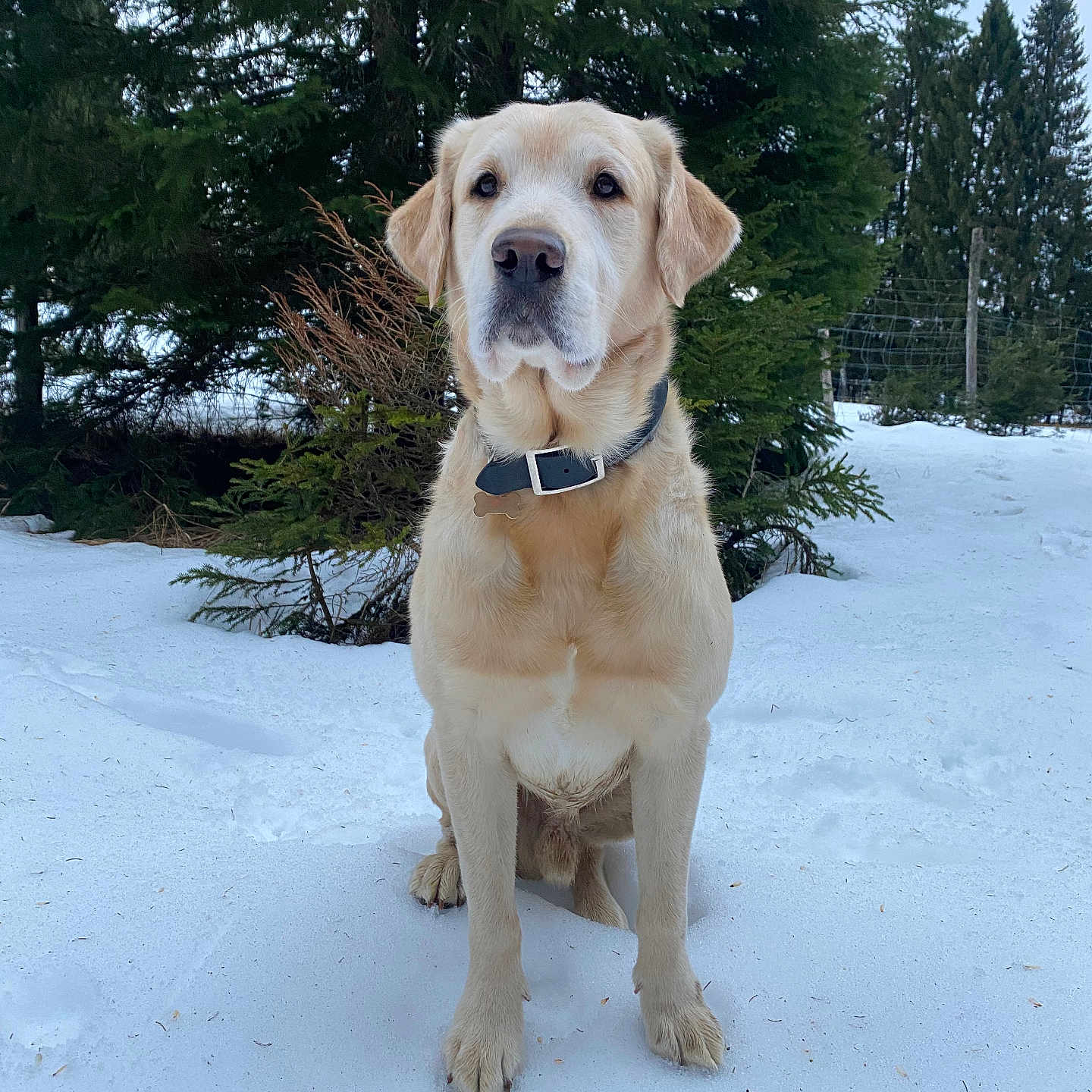 Oxo a rejoint le concours — aidez-le/la à gagner de superbes lots ! animal, canine, conifer, dog, fir, goldenretriever, grove, hound, labradorretriever, land, nature, outdoors, pet, plant, puppy, snow, tree, vegetation, whitedog, woodland