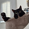 Cherki a rejoint le concours — aidez-le/la à gagner de superbes lots ! animal, black_cat, cat, claws, cozy, curious, cute, ears, feline, fur, hammock, home_decor, indoor, paw, pet, relaxing, resting, soft_light, whiskers, window