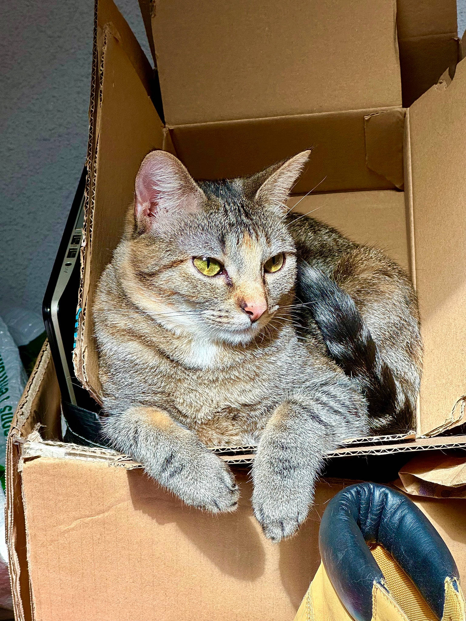 Opale a rejoint le concours — aidez-le/la à gagner de superbes lots ! box, carnivore, carton, cat, chair, claw, denim, domestic_short_haired_cat, drawer, fashion_accessory, felidae, fur, paw, shipping_box, sitting, small_to_medium_sized_cats, snout, tail, whiskers, window