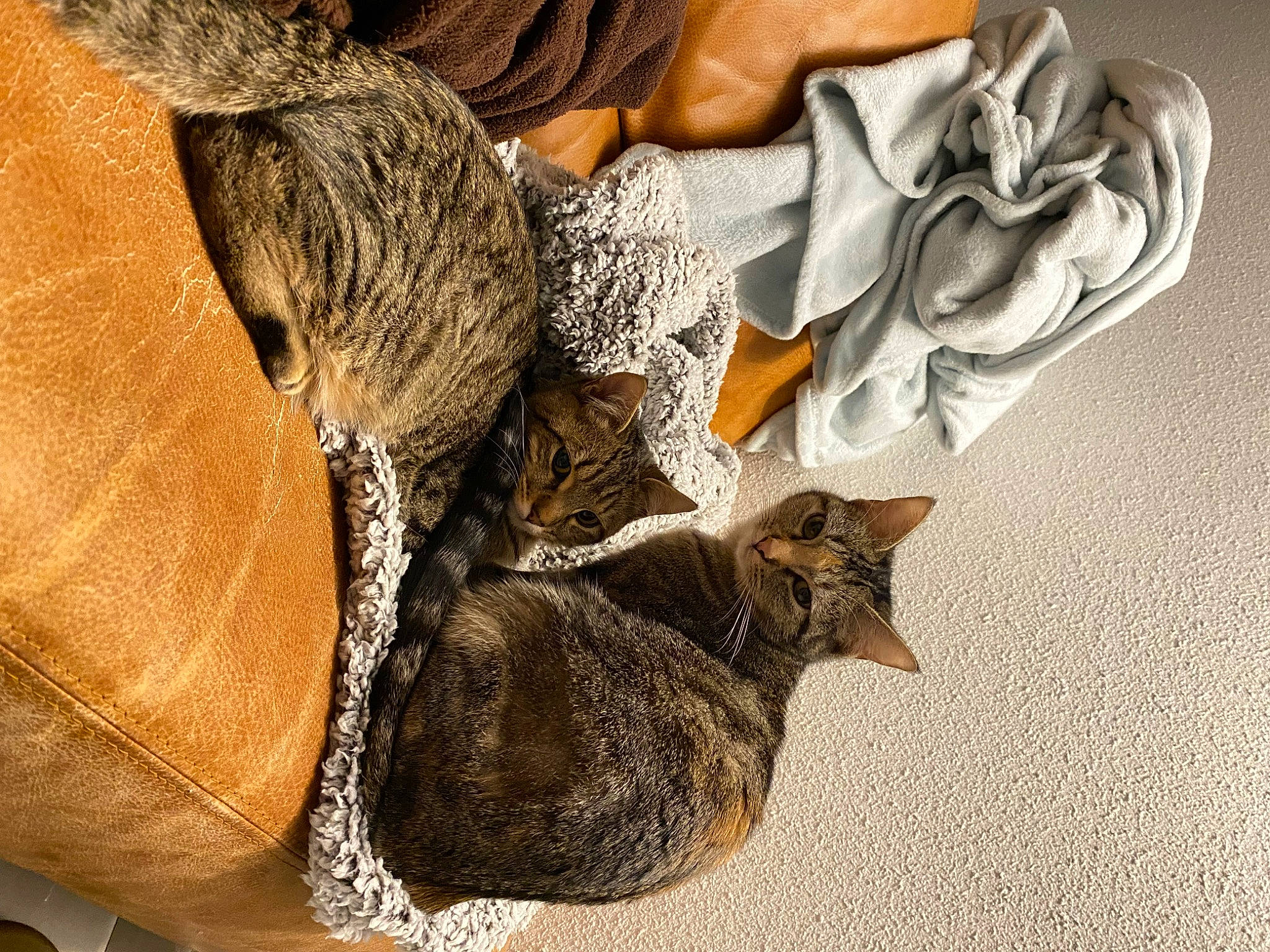 Opale participe au concours pour gagner de l'argent avec cette photo : art, bat, carnivore, cat, comfort, domestic_short_haired_cat, fawn, felidae, fur, grey, human_leg, linens, pattern, paw, small_to_medium_sized_cats, tail, trunk, whiskers, wildlife, wood