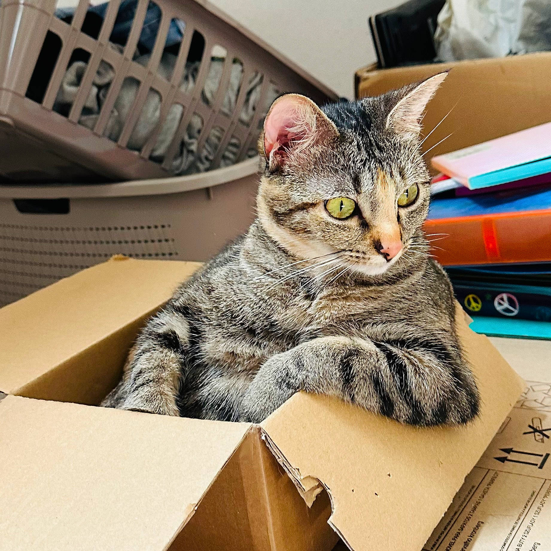 Opale participe au concours pour gagner de l'argent avec cette photo : art, box, cardboard, carnivore, carton, cat, comfort, domestic_short_haired_cat, felidae, fur, metal, packaging_and_labeling, paper_product, paw, rectangle, shipping_box, small_to_medium_sized_cats, snout, whiskers, window