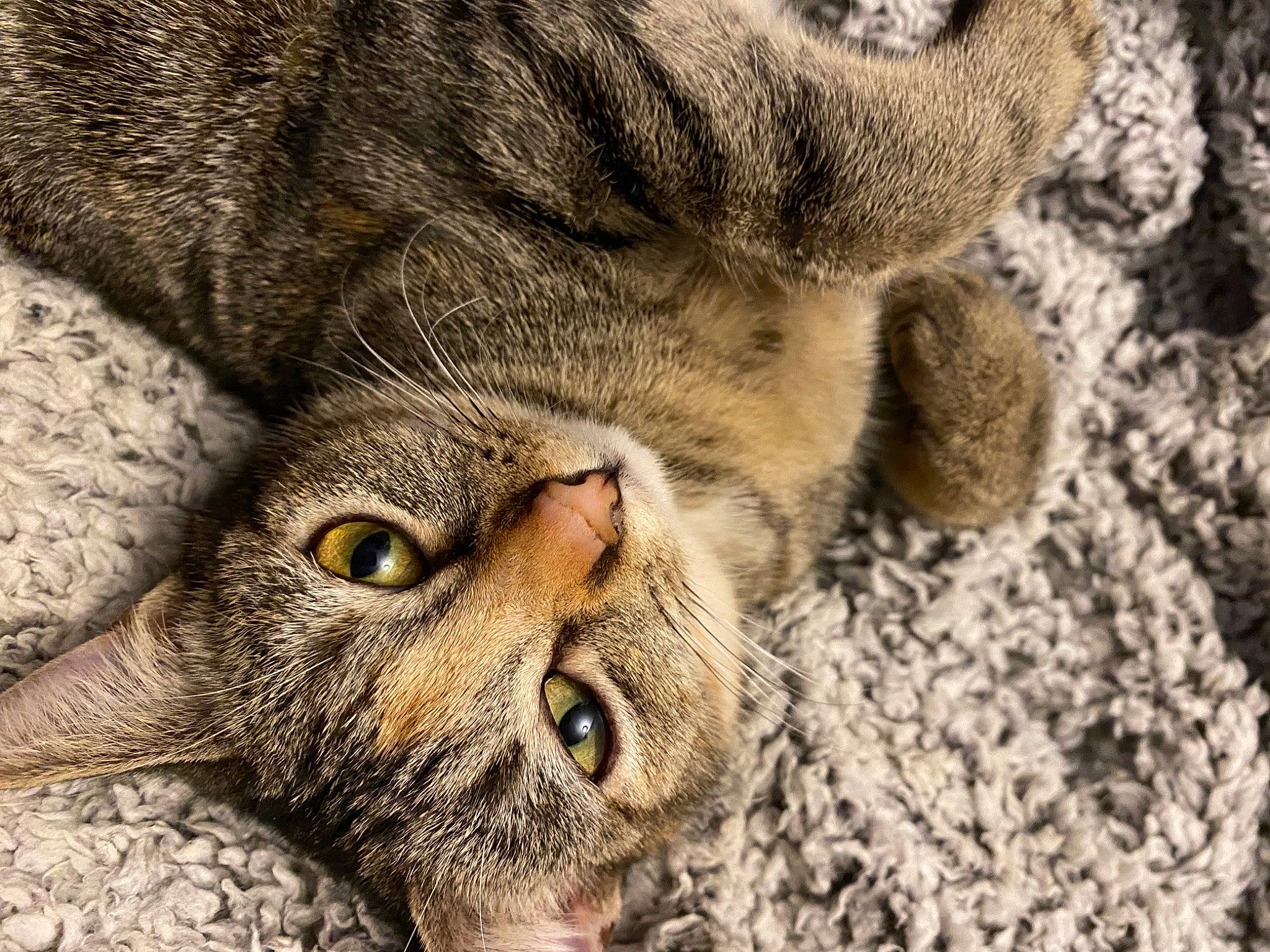 Opale a rejoint le concours — aidez-le/la à gagner de superbes lots ! carnivore, cat, close_up, domestic_short_haired_cat, eye, felidae, fur, pattern, paw, small_to_medium_sized_cats, terrestrial_animal, whiskers, wildlife, wood