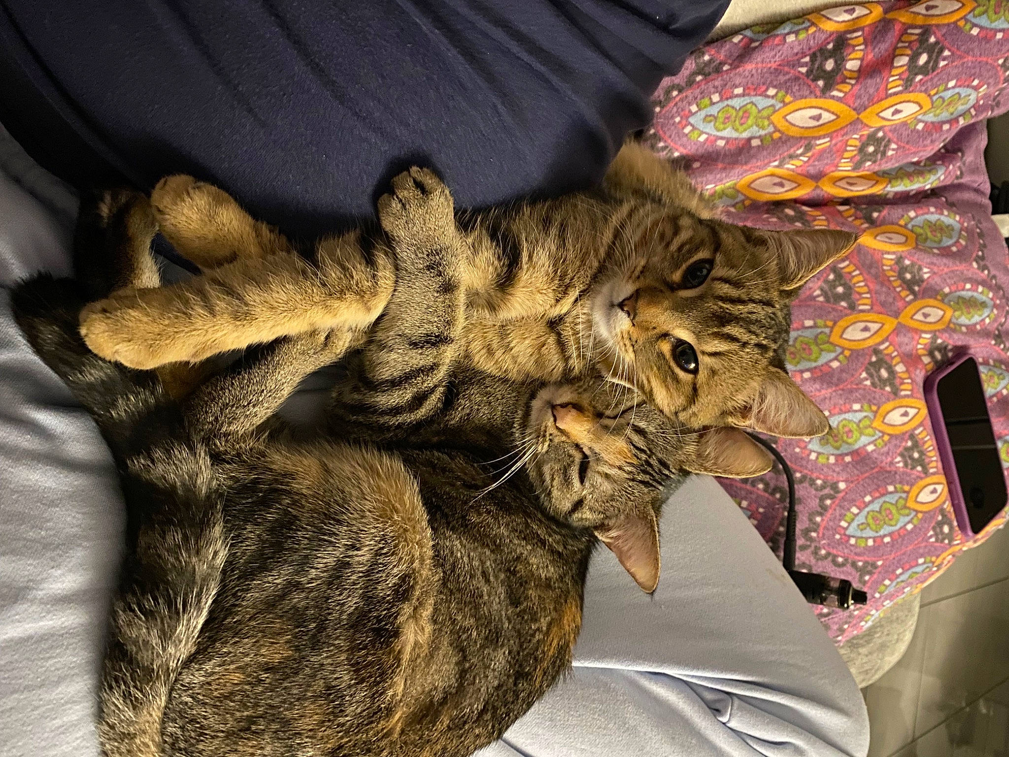 Opale a rejoint le concours — aidez-le/la à gagner de superbes lots ! carnivore, cat, claw, comfort, domestic_short_haired_cat, felidae, fur, grey, human_leg, linens, nap, pattern, paw, small_to_medium_sized_cats, tail, textile, whiskers