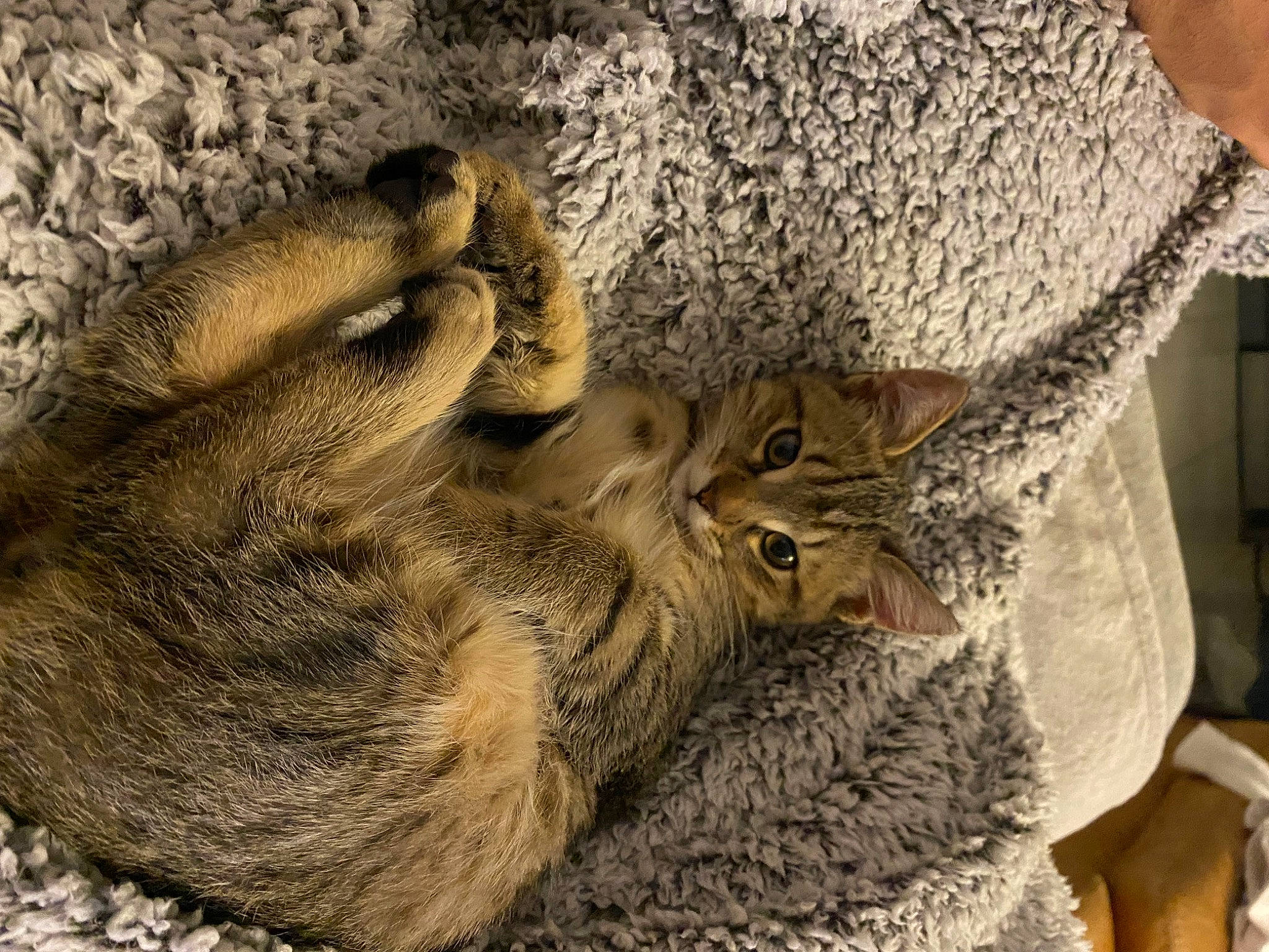 Yato a rejoint le concours — aidez-le/la à gagner de superbes lots ! bird_of_prey, cat, claw, domestic_short_haired_cat, fawn, felidae, fur, grey, gunny_sack, hare, hat, owl, paw, rabbits_and_hares, small_to_medium_sized_cats, tail, terrestrial_animal, vertebrate, whiskers, wildlife