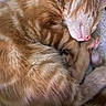 Sammy joined the competition — help win amazing prizes! cat, orange_tabby, sleeping, fur, whiskers, pink_nose, cozy, cute, pet, domestic_cat, animal, close_up, relaxing, feline, soft, curled_up, indoor, resting, adorable, mammal