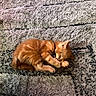 Sammy is registered to the contest to win money with this photo: kitten, cat, orange_cat, pet, animal, feline, cute, sleeping, paw, cleaning, shaggy_rug, texture, cozy, indoor, resting, fur, small, adorable, curled_up, relaxing
