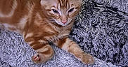 Sammy joined the competition — help win amazing prizes! cat, kitten, orange_tabby, feline, pet, animal, cute, fur, whiskers, ears, paw, resting, indoor, carpet, texture, cozy, sleepy, closeup, laying, young