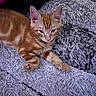 cat, kitten, orange_tabby, feline, pet, animal, cute, fur, whiskers, ears, paw, resting, indoor, carpet, texture, cozy, sleepy, closeup, laying, young