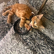 Sammy is registered to the contest to win money with this photo: kitten, orange_cat, playing, chewing, fluffy_rug, indoor, pet, animal, curious, lying_down, black_strap, floor, furniture_leg, cozy, young_cat, cute, tabby, fur, small, domestic_cat