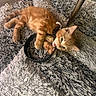 kitten, orange_cat, playing, chewing, fluffy_rug, indoor, pet, animal, curious, lying_down, black_strap, floor, furniture_leg, cozy, young_cat, cute, tabby, fur, small, domestic_cat