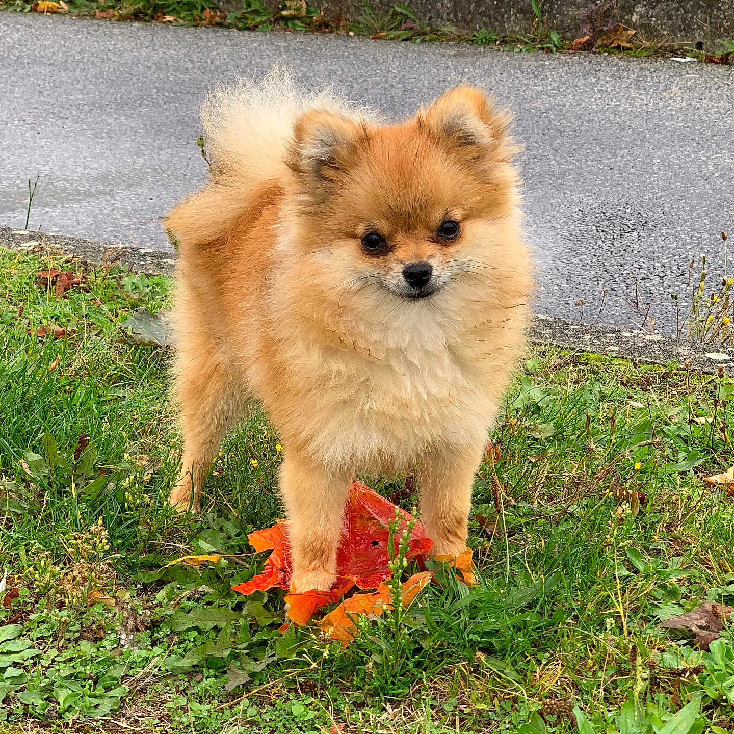 Osel participe au concours pour gagner de l'argent avec cette photo : animal, canine, chow, cockerspaniel, dog, eskimodog, grass, leaf, papillon, path, pet, plant, puppy, road, sidewalk, slate, soil, tree, vegetation, walkway