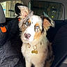 dog, puppy, blue_eyes, car_interior, seat_cover, pet, animal, cute, fluffy, collar, tag, looking_up, ears_up, indoor, transport, young_dog, adorable, domestic_animal, vehicle, sitting