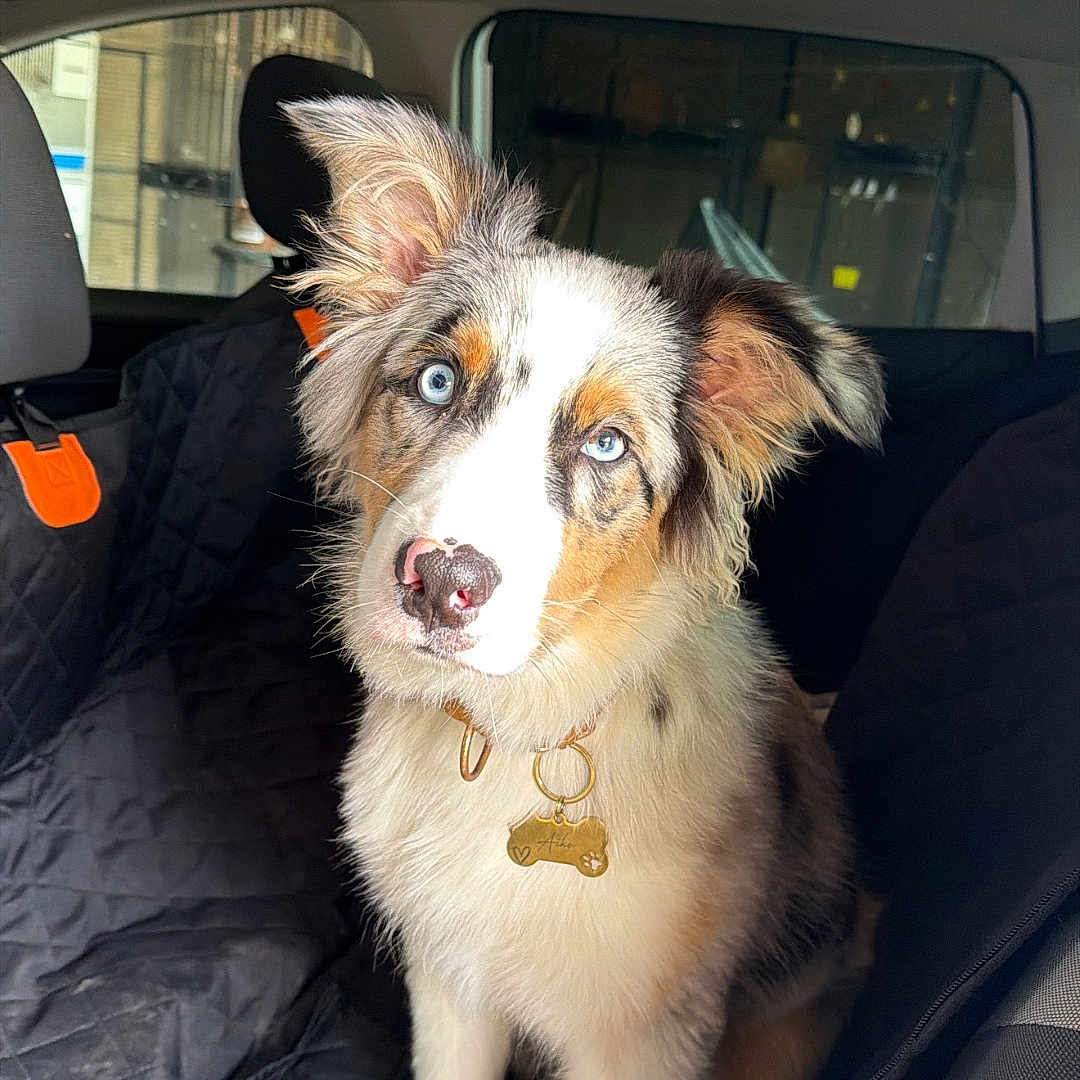 Aïko participe au concours pour gagner de l'argent avec cette photo : dog, puppy, blue_eyes, car_interior, seat_cover, pet, animal, cute, fluffy, collar, tag, looking_up, ears_up, indoor, transport, young_dog, adorable, domestic_animal, vehicle, sitting