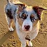 Aïko a rejoint le concours — aidez-le/la à gagner de superbes lots ! puppy, dog, blue_eyes, beach, sand, sunlight, pet, cute, fur, animal, collar, tag, outdoor, young_dog, adorable, looking_up, fluffy, canine, nature, daytime