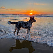 Aïko a rejoint le concours — aidez-le/la à gagner de superbes lots ! dog, beach, sunset, ocean, water, reflection, sky, waves, animal, outdoor, nature, sun, shore, sand, sunlight, scenic, pet, calm, twilight, serene