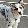 Aïko participe au concours pour gagner de l'argent avec cette photo : dog, puppy, australian_shepherd, blue_eyes, fur, white, black, tan, asphalt, outdoor, animal, pet, curious, head_tilt, ears, collar, standing, daylight, road_markings, close_up