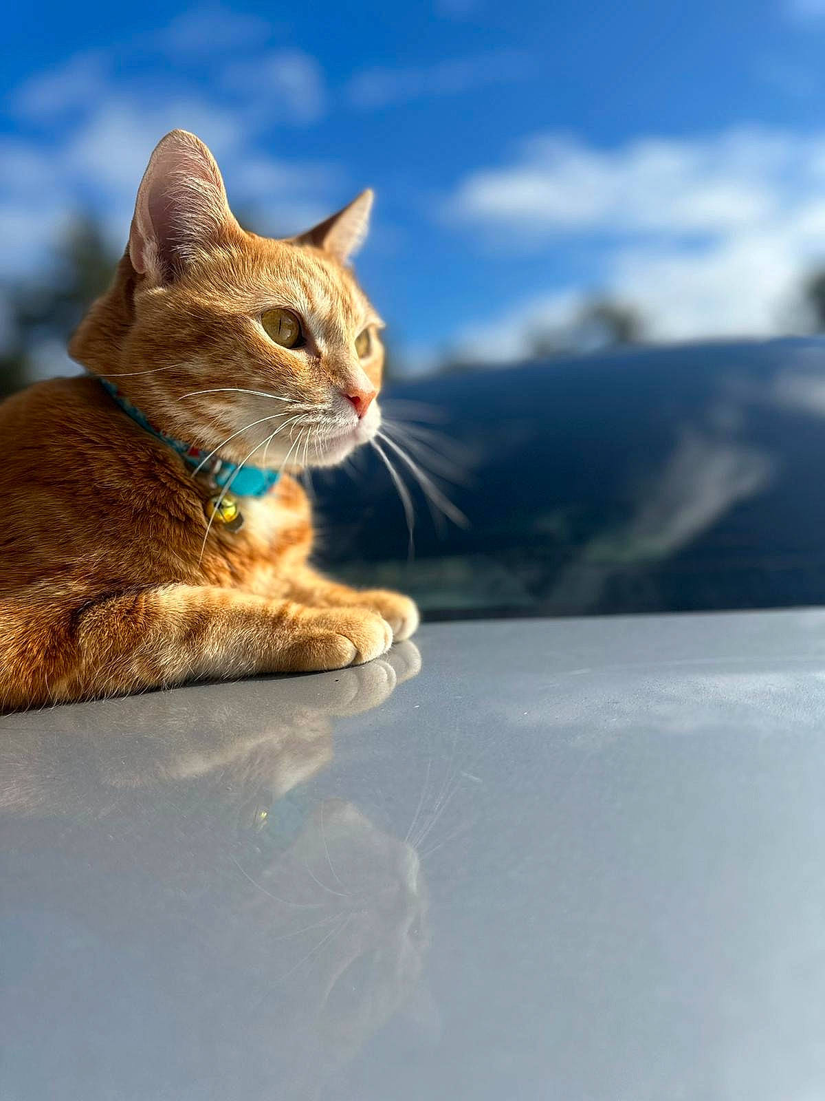 Dasher is registered to the contest to win money with this photo: carnivore, cat, claw, cloud, domestic_short_haired_cat, electric_blue, fawn, felidae, fur, grass, human_leg, paw, sand, sitting, sky, small_to_medium_sized_cats, snout, tail, whiskers, wildlife