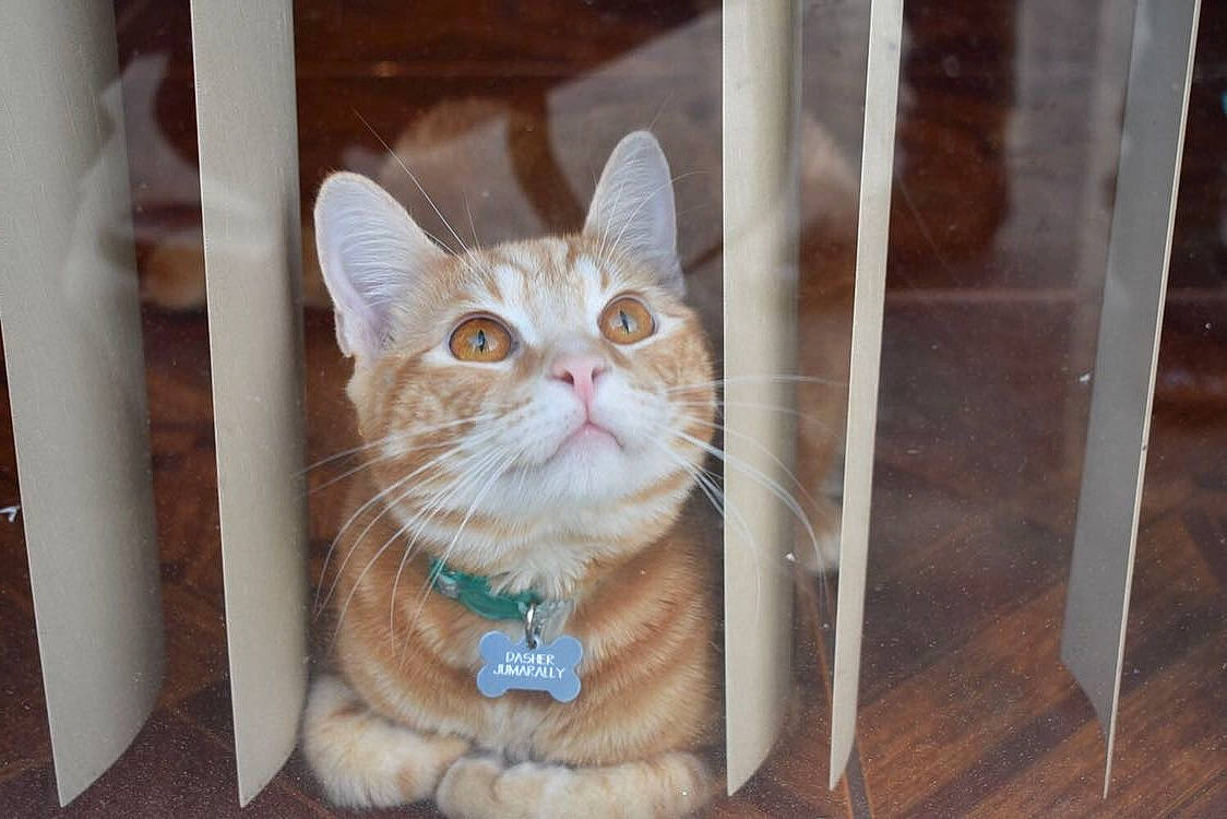 Dasher joined the competition — help win amazing prizes! box, carnivore, cat, domestic_short_haired_cat, door, eye, fawn, felidae, flooring, fur, hardwood, paw, small_to_medium_sized_cats, snout, tire, varnish, whiskers, window, wood, wood_stain