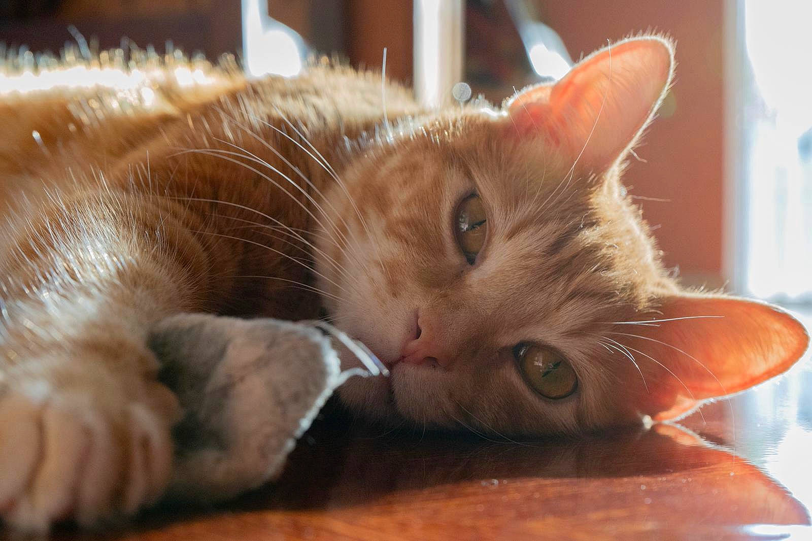 Dasher joined the competition — help win amazing prizes! carnivore, cat, cat_supply, claw, close_up, comfort, domestic_short_haired_cat, fawn, felidae, foot, fur, nail, nap, paw, small_to_medium_sized_cats, snout, tail, whiskers, wood