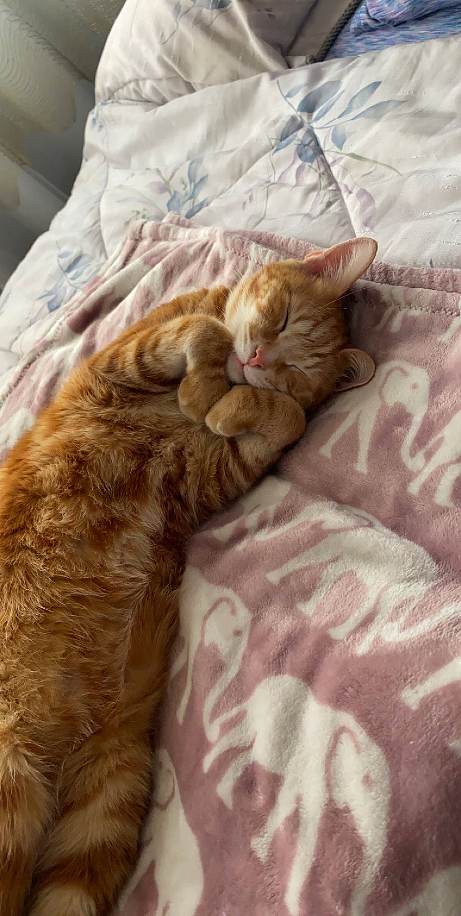 Dasher is registered to the contest to win money with this photo: bed, bedding, brown, carnivore, cat, claw, comfort, domestic_short_haired_cat, fawn, felidae, fur, linens, liver, nap, small_to_medium_sized_cats, tail, terrestrial_animal, textile, whiskers