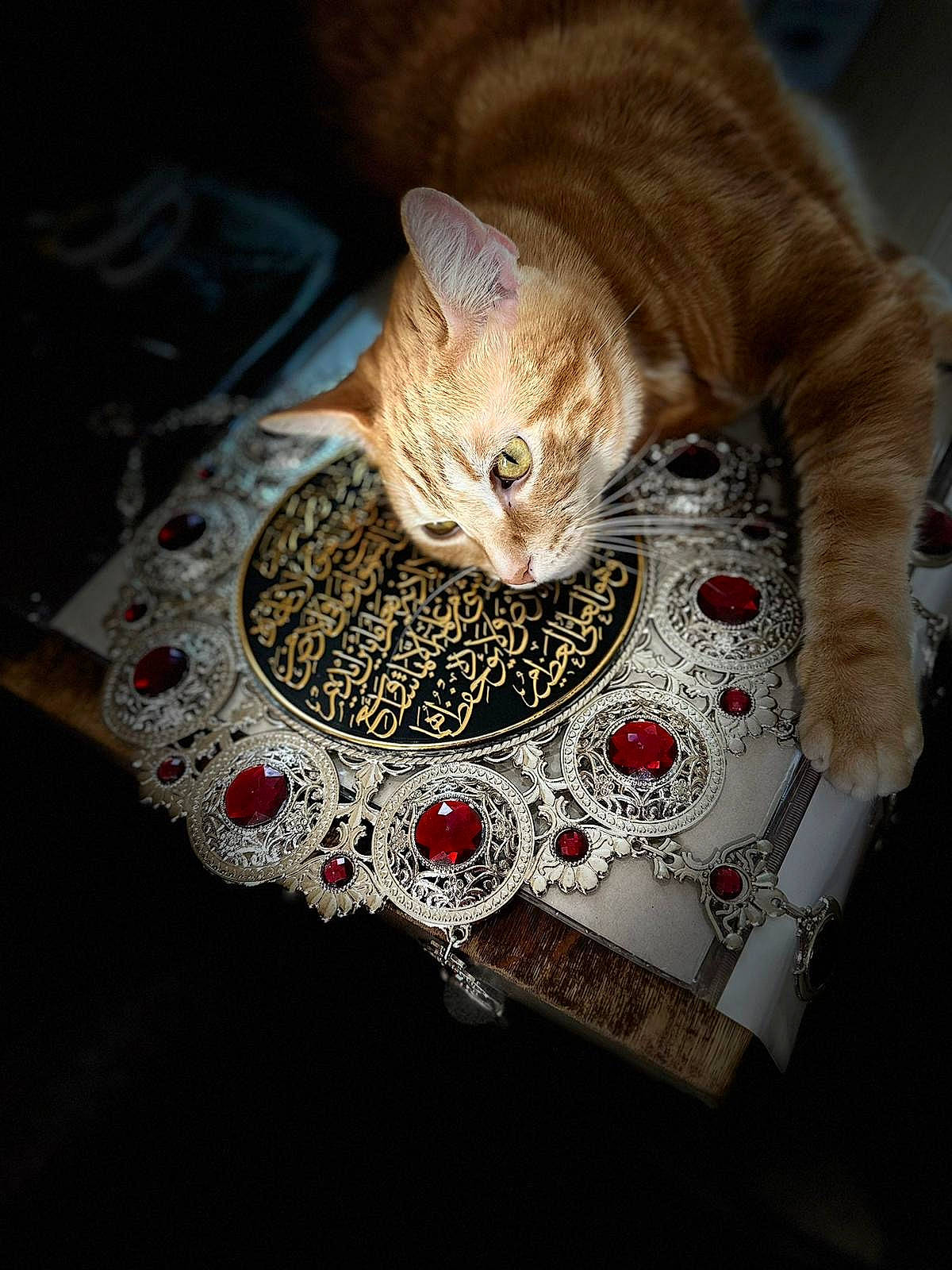 Dasher is registered to the contest to win money with this photo: carnivore, cat, cat_supply, claw, crochet, domestic_short_haired_cat, fashion_accessory, fawn, felidae, fur, linens, pattern, paw, sitting, small_to_medium_sized_cats, snout, tail, textile, thread, whiskers