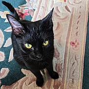 Phenïx is registered to the contest to win money with this photo: animal, black_cat, carpet, cat, closeup, companion, curious, cute, domestic_animal, ears, feline, fur, indoor, looking_up, patterned_rug, pet, sitting, tail, whiskers, yellow_eyes