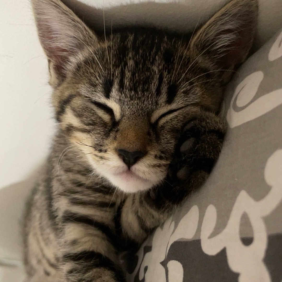 Tora